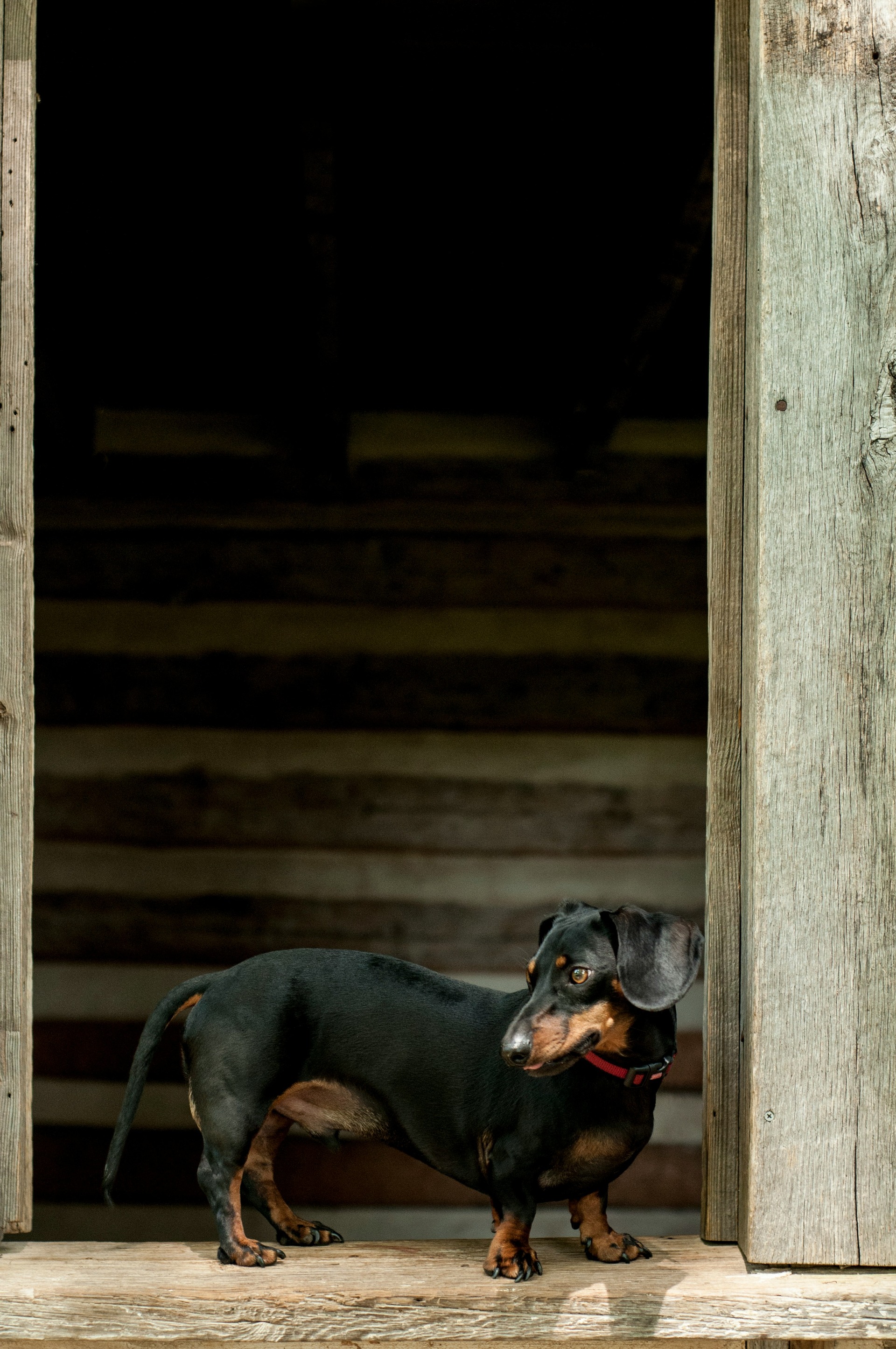 Dachshund standing by a building