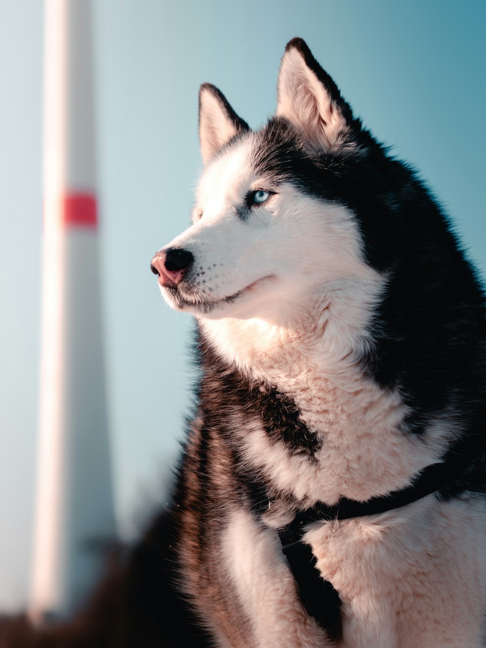 Husky looking into the distance